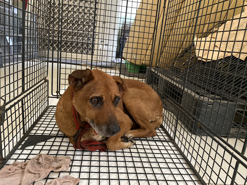 金門縣動物收容中心,編號:464467, 混種犬          