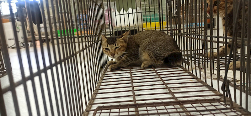 金門縣動物收容中心,編號:464471, 混種貓                 