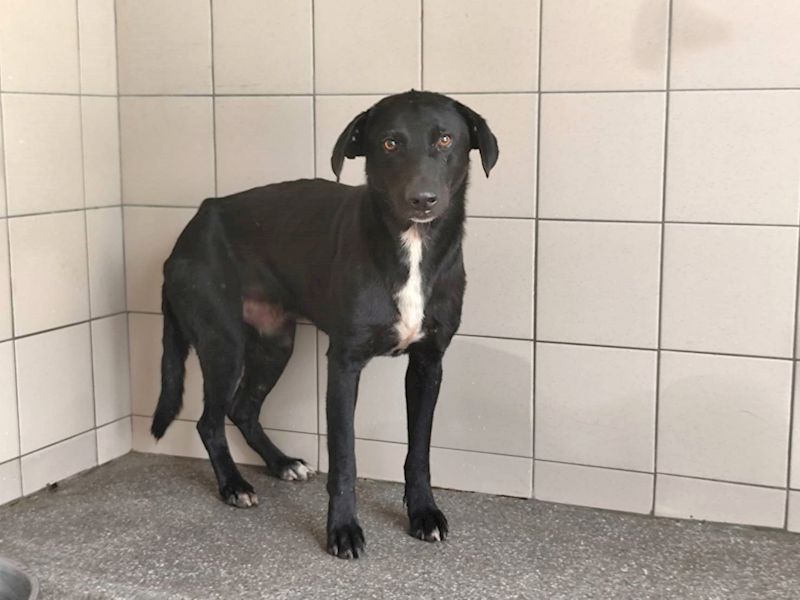 高雄市燕巢動物保護關愛園區,編號:464473, 混種犬          