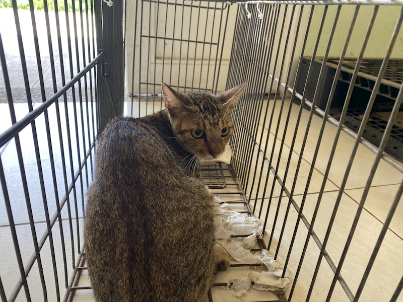 金門縣動物收容中心,編號:464469, 混種貓                 