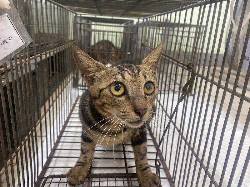 金門縣動物收容中心,編號:464470, 混種貓                 