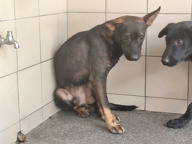 高雄市燕巢動物保護關愛園區,編號:464472, 混種犬          