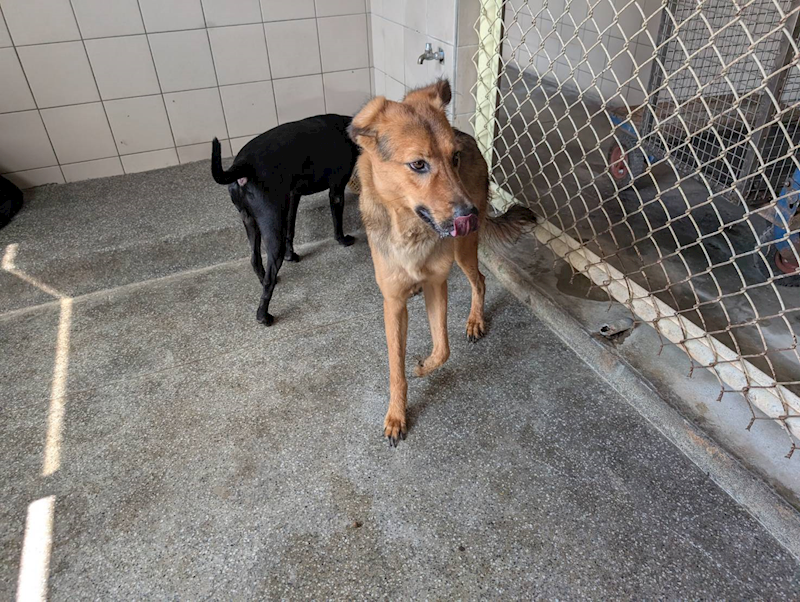 高雄市燕巢動物保護關愛園區,編號:443450, 混種犬          