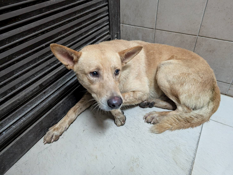 高雄市燕巢動物保護關愛園區,編號:443451, 混種犬          