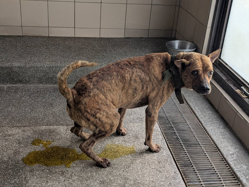 高雄市燕巢動物保護關愛園區,編號:443452, 混種犬          