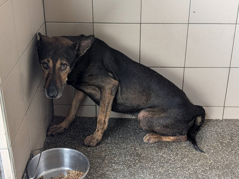高雄市燕巢動物保護關愛園區,編號:443454, 混種犬          