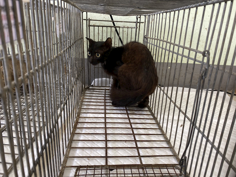 金門縣動物收容中心,編號:464460, 混種貓                 