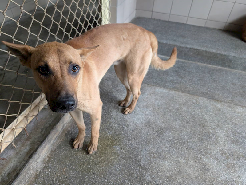 高雄市燕巢動物保護關愛園區,編號:395737, 混種犬          