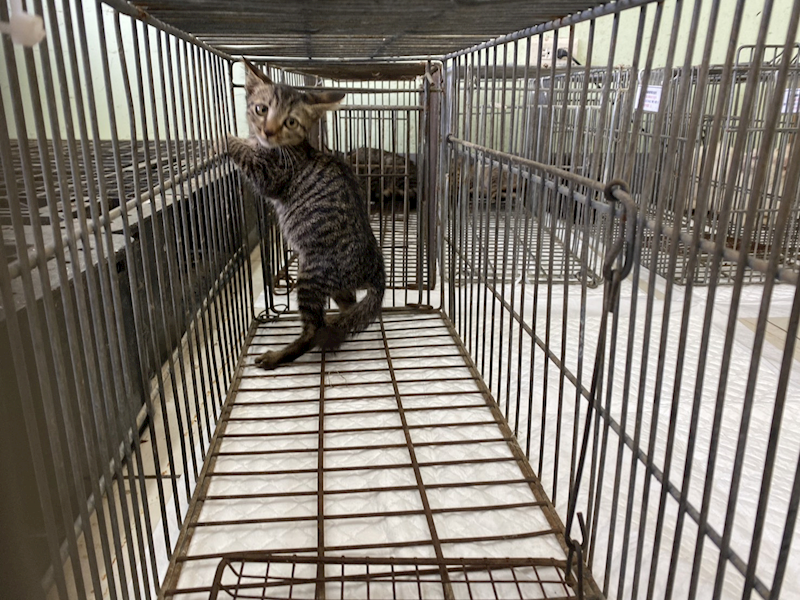 金門縣動物收容中心,編號:464459, 混種貓                 