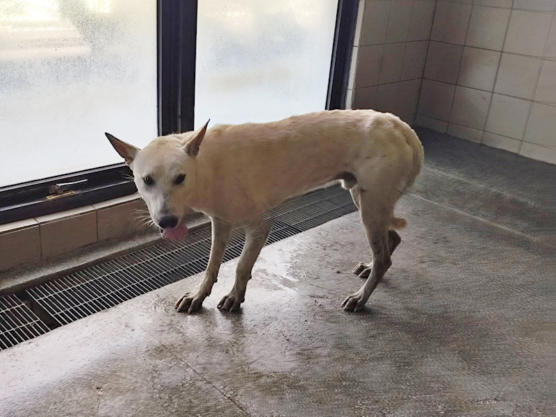 高雄市燕巢動物保護關愛園區,編號:421688, 混種犬          