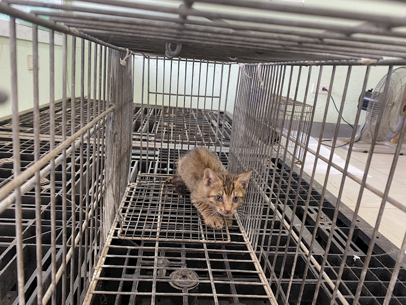 金門縣動物收容中心,編號:464458, 混種貓                 
