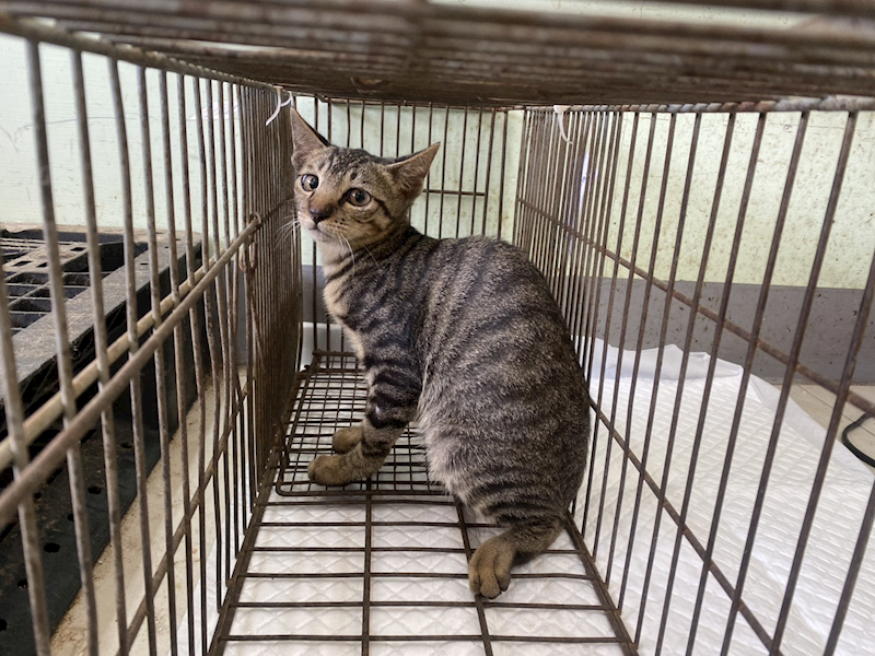 金門縣動物收容中心,編號:464457, 混種貓                 