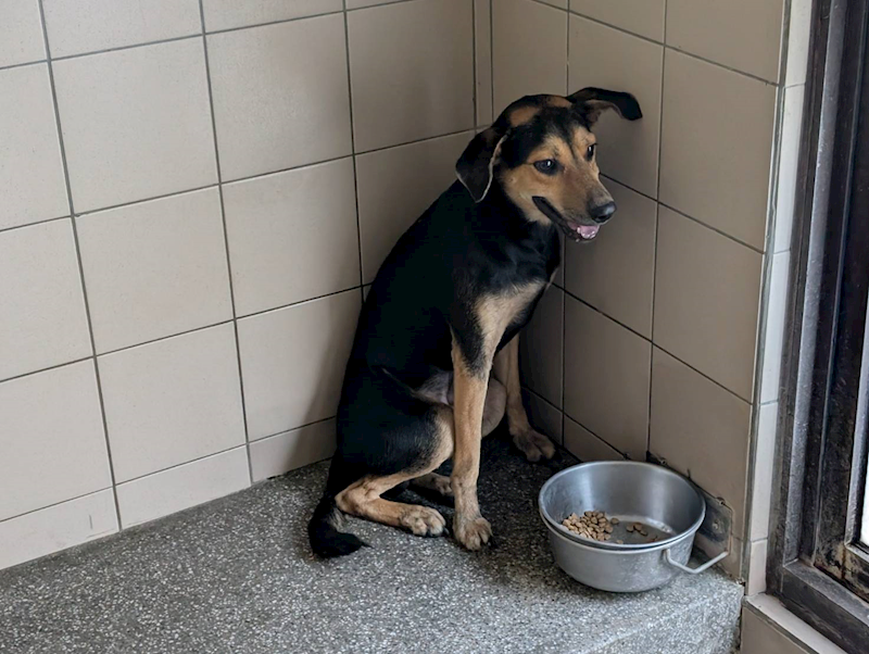 高雄市燕巢動物保護關愛園區,編號:443453, 混種犬          
