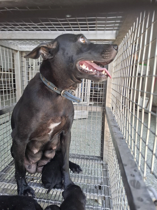 臺南市動物之家善化站,編號:464464, 混種犬          