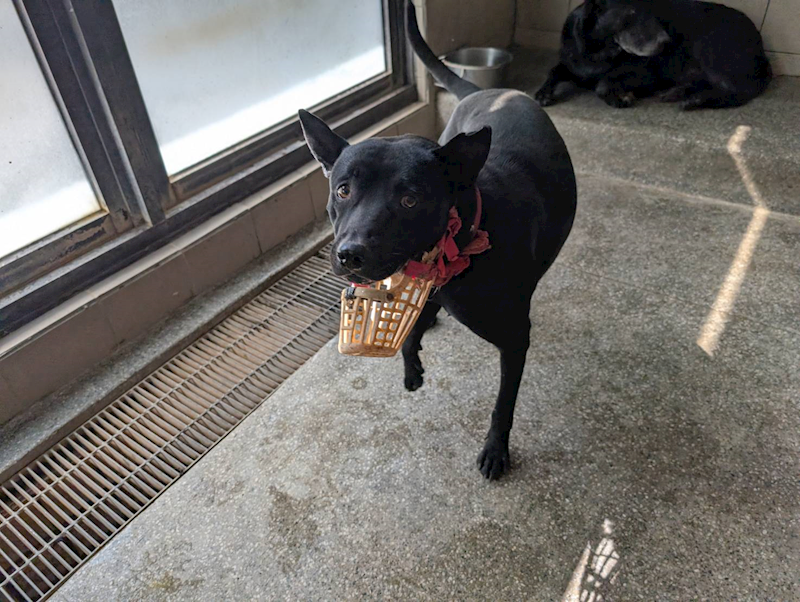 高雄市燕巢動物保護關愛園區,編號:443455, 混種犬          