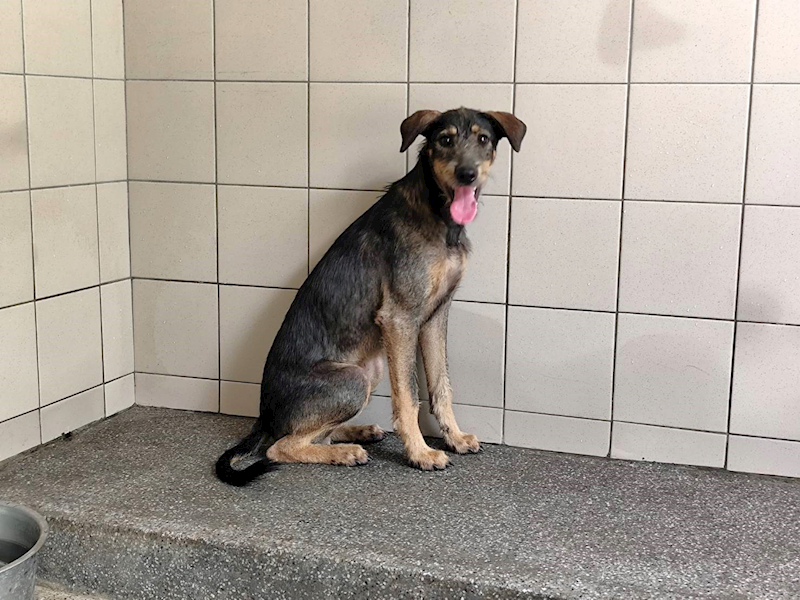 高雄市燕巢動物保護關愛園區,編號:464462, 混種犬          