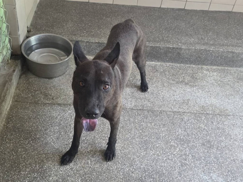 高雄市燕巢動物保護關愛園區,編號:464456, 混種犬          