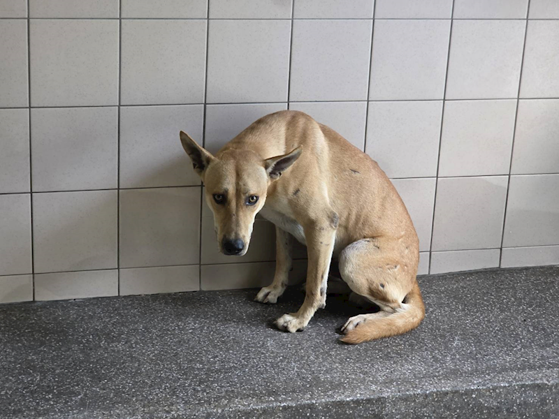 高雄市燕巢動物保護關愛園區,編號:464455, 混種犬          