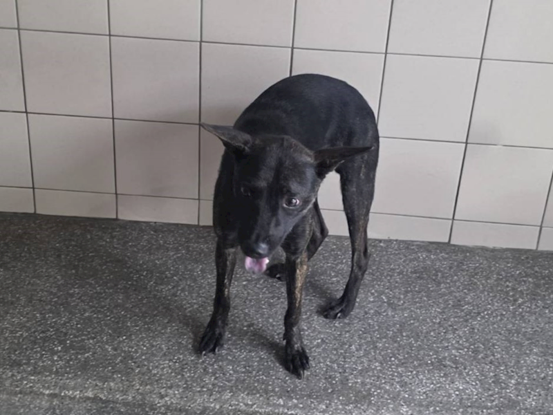 高雄市燕巢動物保護關愛園區,編號:464454, 混種犬          