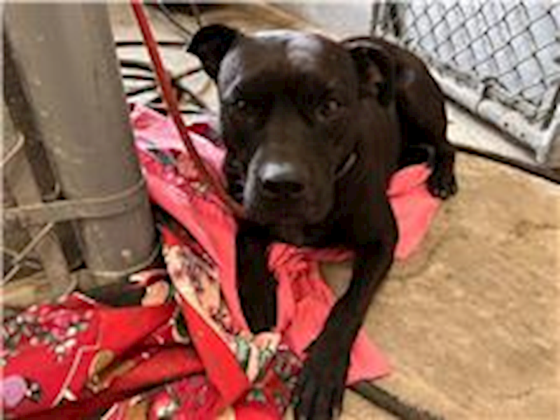 新竹市動物保護教育園區,編號:278003, 混種犬          