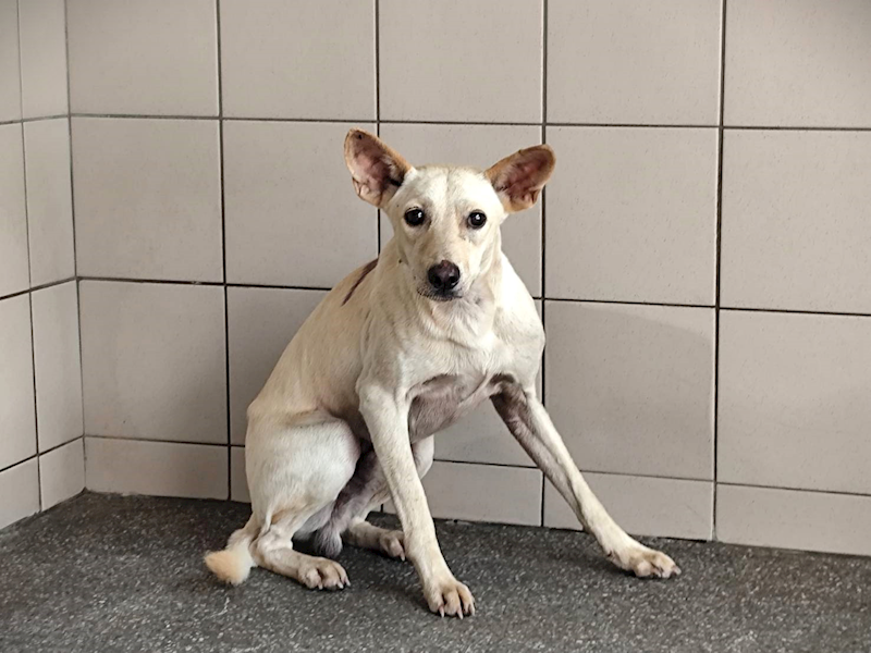 高雄市燕巢動物保護關愛園區,編號:464453, 混種犬          