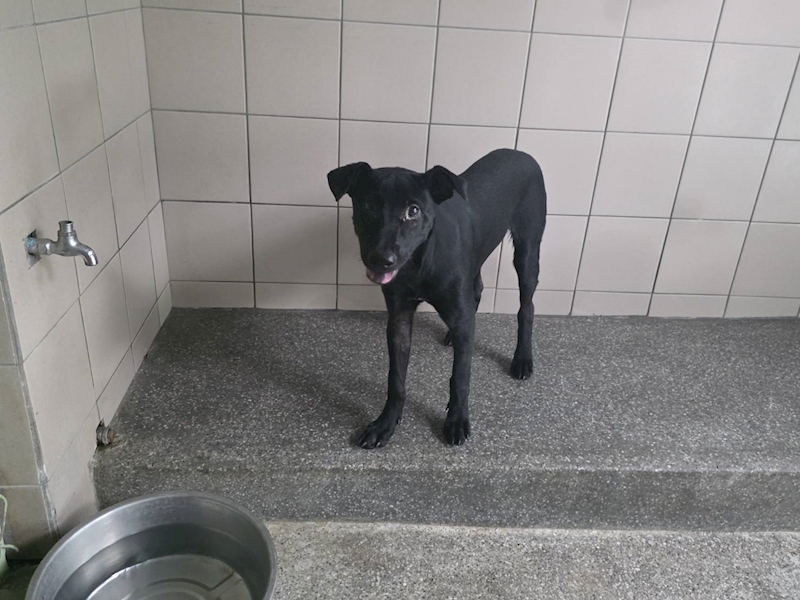 高雄市燕巢動物保護關愛園區,編號:464451, 混種犬          