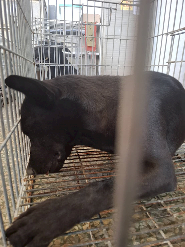 臺南市動物之家善化站,編號:464450, 混種犬          