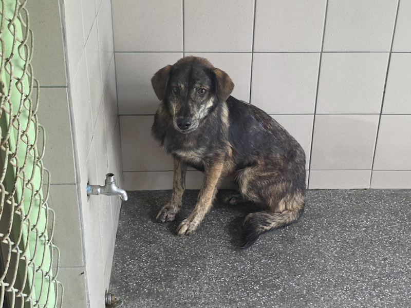 高雄市燕巢動物保護關愛園區,編號:464449, 混種犬          