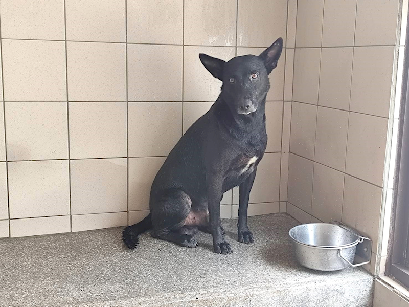 高雄市燕巢動物保護關愛園區,編號:464445, 混種犬          