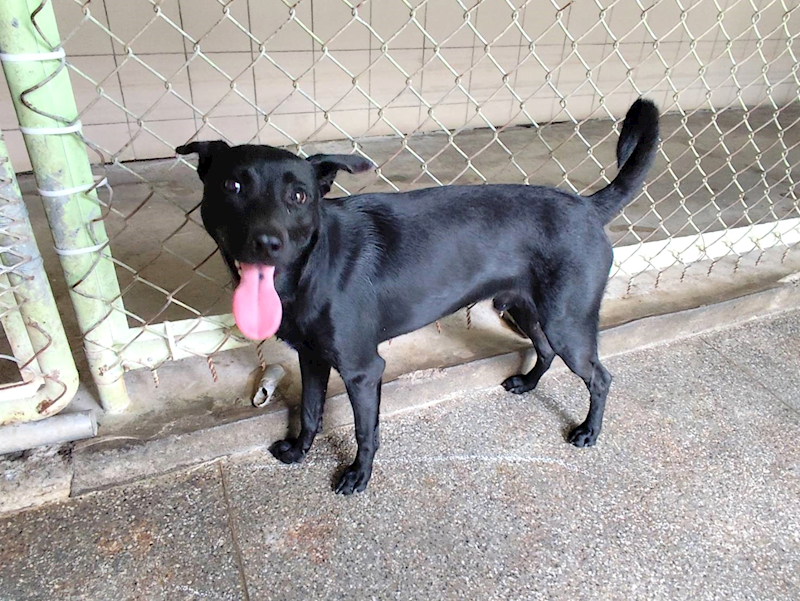高雄市燕巢動物保護關愛園區,編號:464444, 混種犬          