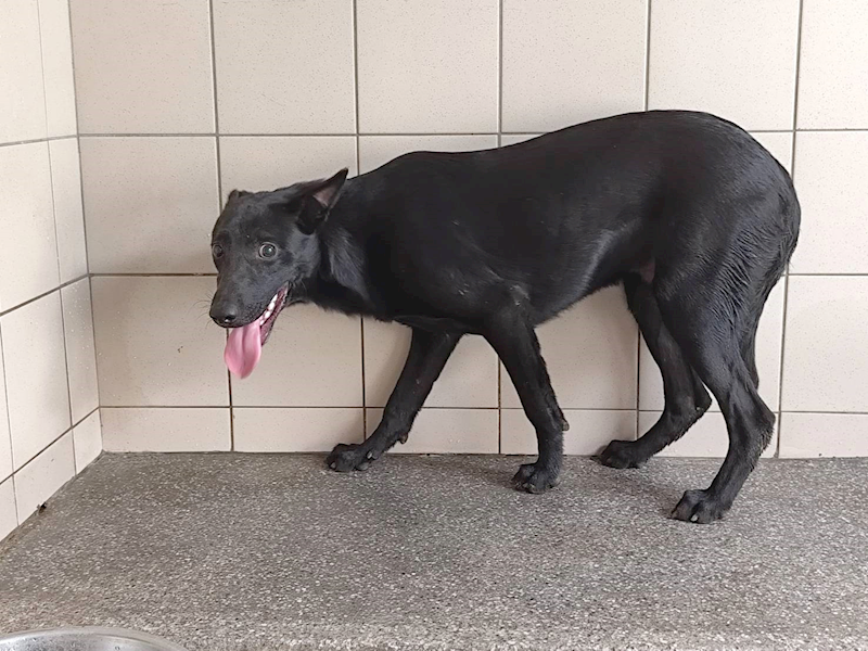 高雄市燕巢動物保護關愛園區,編號:464441, 混種犬          