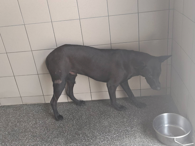 高雄市燕巢動物保護關愛園區,編號:464439, 混種犬          