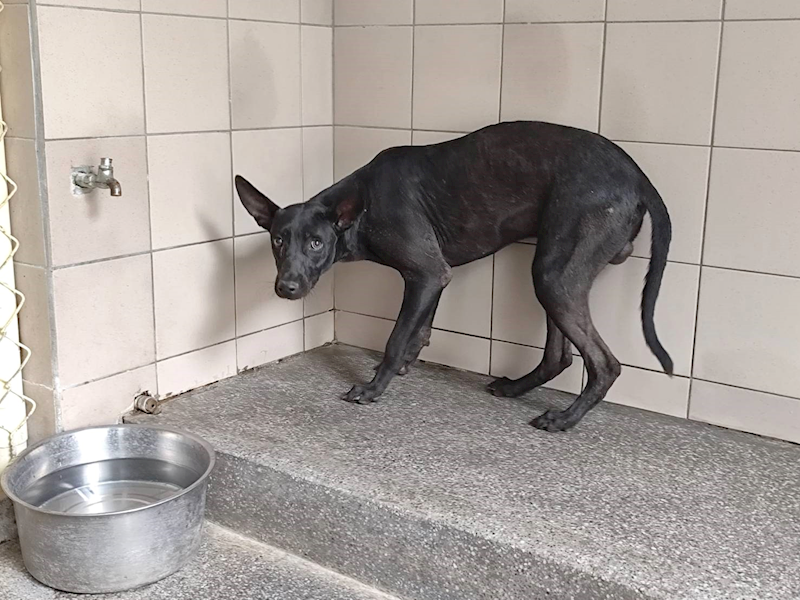 高雄市燕巢動物保護關愛園區,編號:464437, 混種犬          