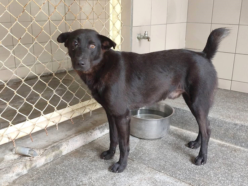 高雄市燕巢動物保護關愛園區,編號:464436, 混種犬          
