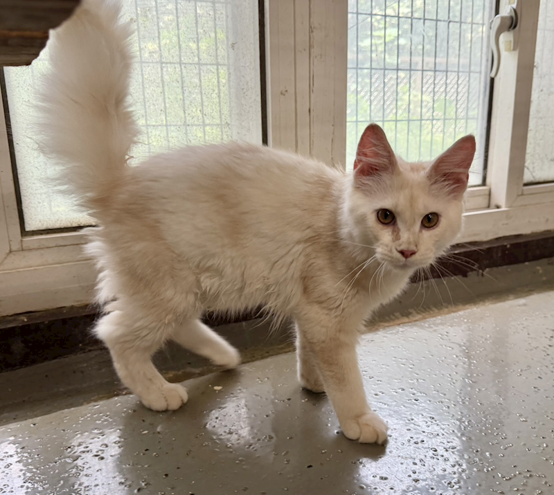 桃園市動物保護教育園區,編號:464427, 緬因貓                 