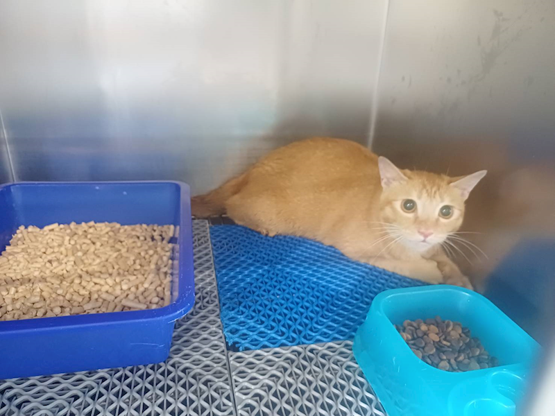 桃園市動物保護教育園區,編號:464424, 混種貓                 