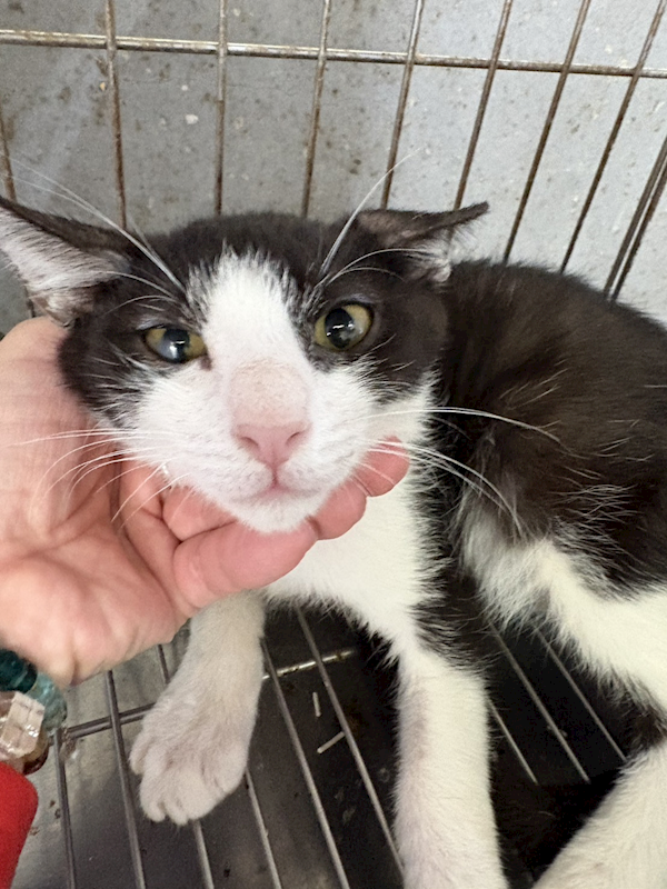 新北市五股區公立動物之家,編號:463806, 混種貓                 