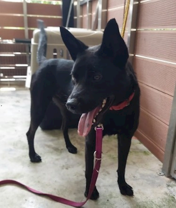新北市五股區公立動物之家,編號:460235, 混種犬          