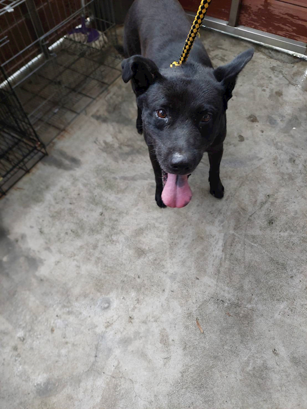 新北市五股區公立動物之家,編號:463873, 混種犬          