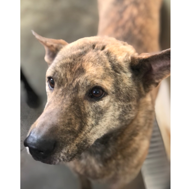 澎湖縣流浪動物收容中心,編號:215597, 混種犬          