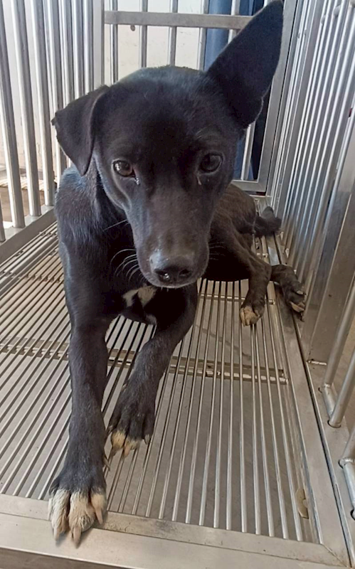 花蓮縣狗貓躍動園區,編號:437450, 混種犬          
