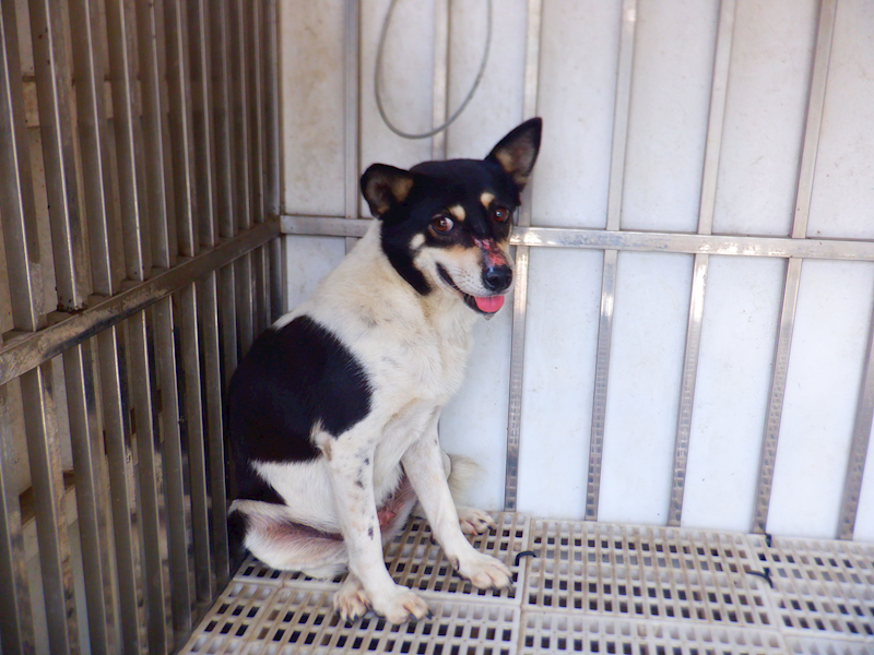南投縣公立動物收容所,編號:464404, 混種犬          