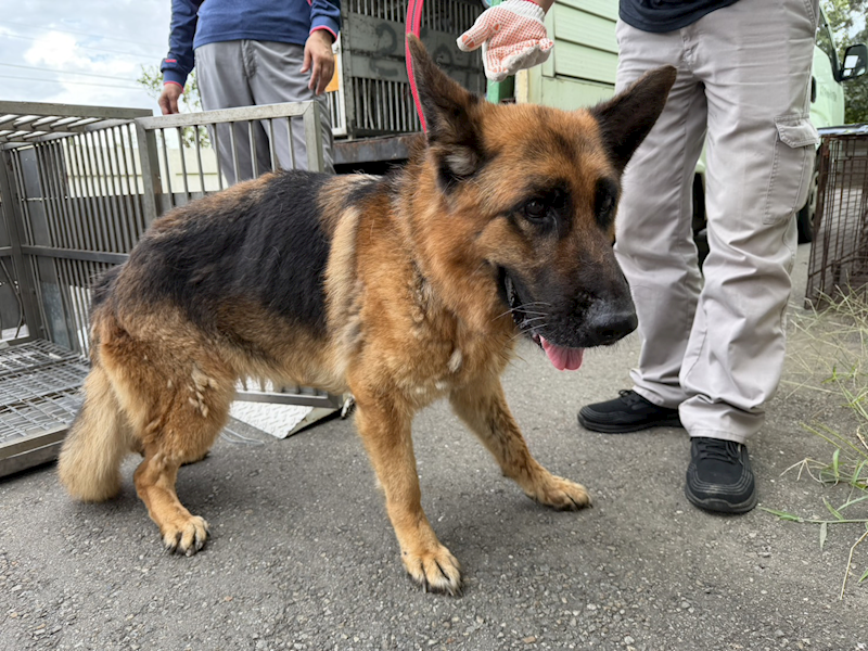 桃園市動物保護教育園區,編號:456331, 德國狼犬(德國牧羊犬) 