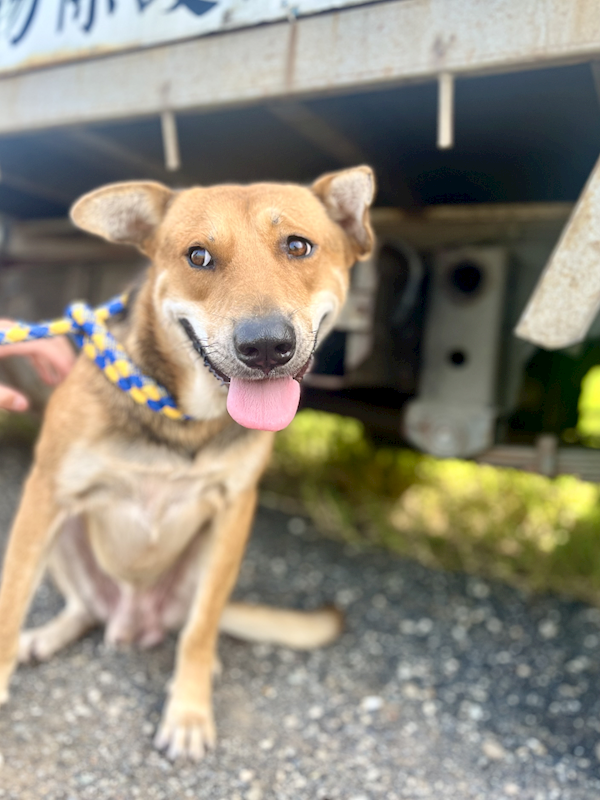 新北市淡水區公立動物之家,編號:464521, 混種犬          