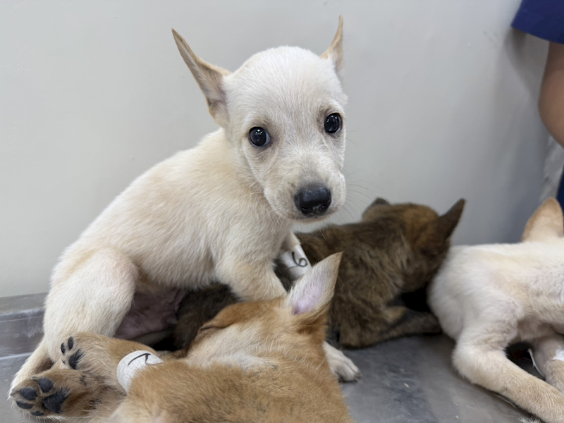 桃園市動物保護教育園區,編號:464517, 混種犬          