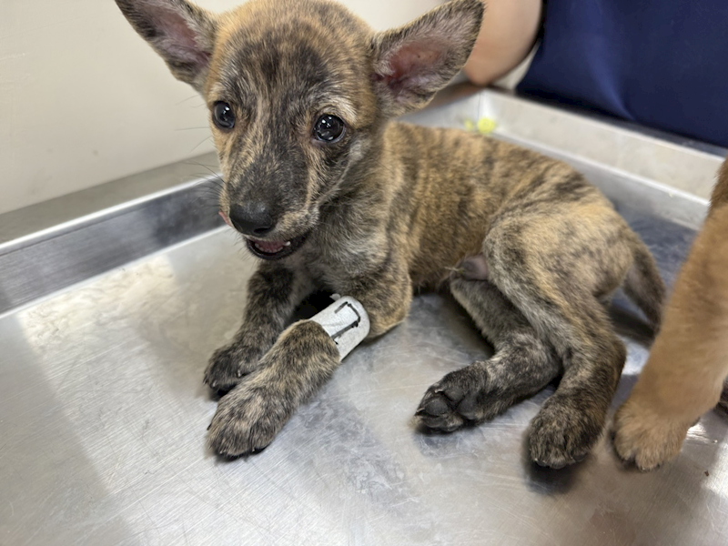 桃園市動物保護教育園區,編號:464516, 混種犬          