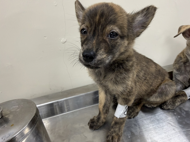 桃園市動物保護教育園區,編號:464514, 混種犬          