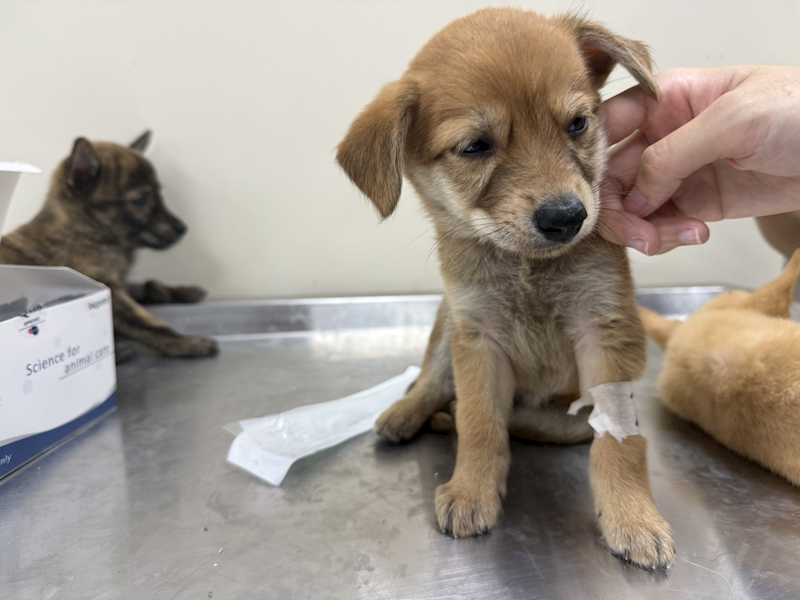 桃園市動物保護教育園區,編號:464510, 混種犬          