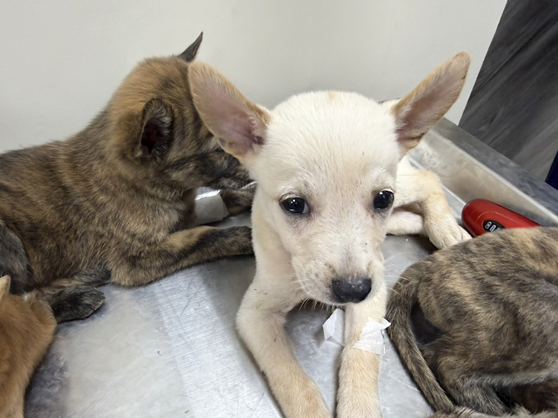 桃園市動物保護教育園區,編號:464509, 混種犬          
