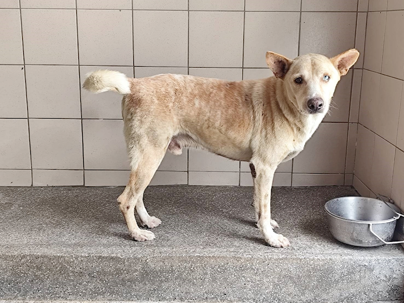 高雄市燕巢動物保護關愛園區,編號:455720, 混種犬          